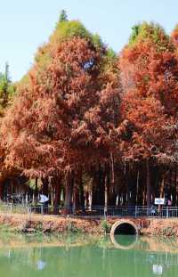 昆明捞鱼河公園遛狗-遛娃-散步攻略