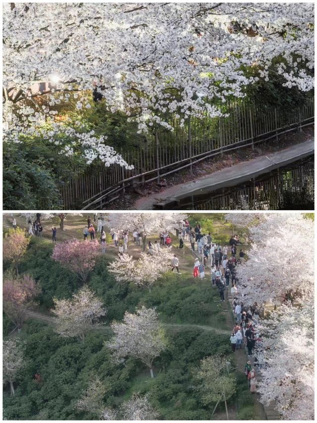 最成功的一次跟風！長沙櫻花天花板！