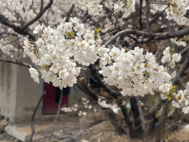 在泰山櫻花園遇見春天，遇見更好的你