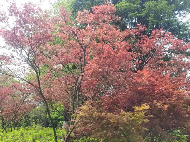 庐陵文化生態園