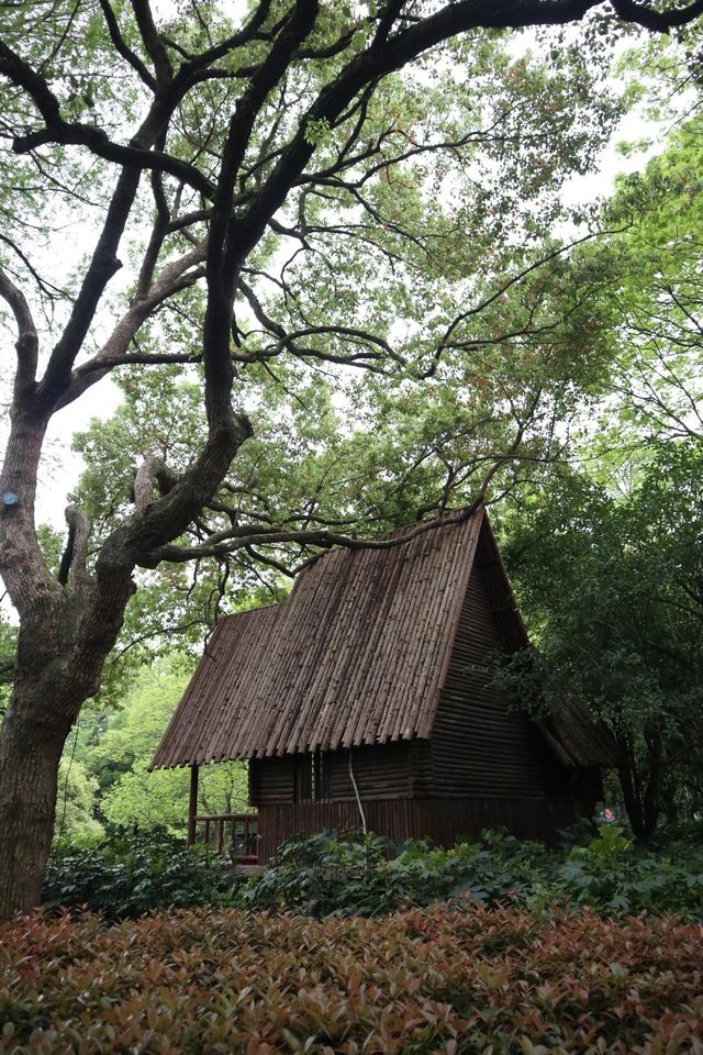 寶藏賞花地🪐我可太愛「花圃」了