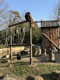 一天逛完上海野生動物園，真的別信！