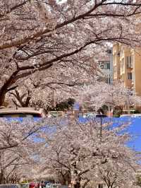 期待青島中山公園的櫻花真的太美啦