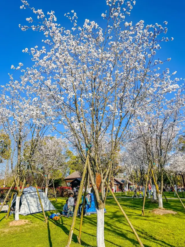 上海野生動物園露營賞櫻花，好惬意