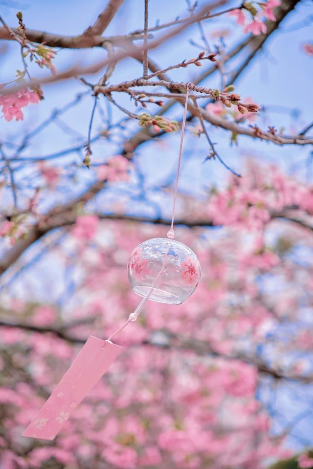 廣州這裡的古風櫻花春日的氛圍太浪漫了