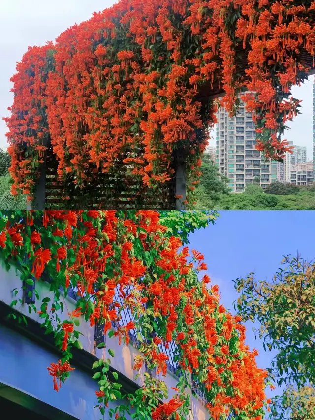 深圳這片玫瑰花海、炮仗花開的正盛～香蜜公園