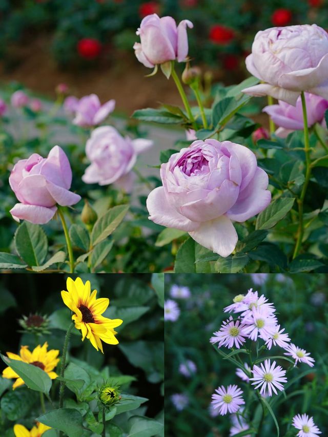 深圳這片玫瑰花海、炮仗花開的正盛～香蜜公園