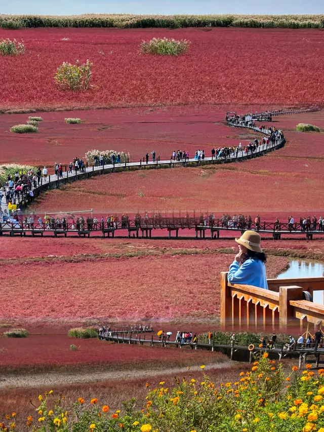 The Panjin Red Beach is a must-visit destination in the golden autumn season