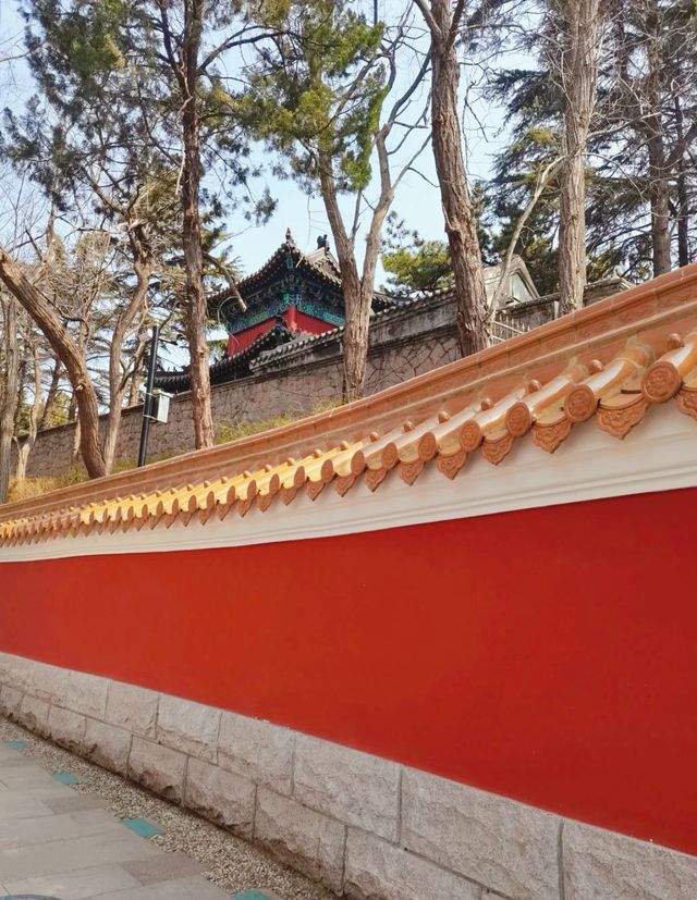 青島植物園，人少花又美