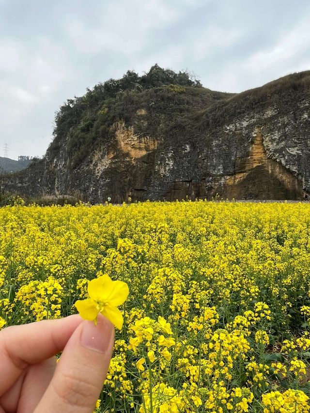 天堂壩的油菜花