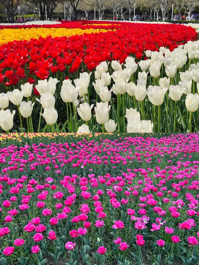 Enchanting Blossom Season: Enjoying the Beauty of Daning Park
