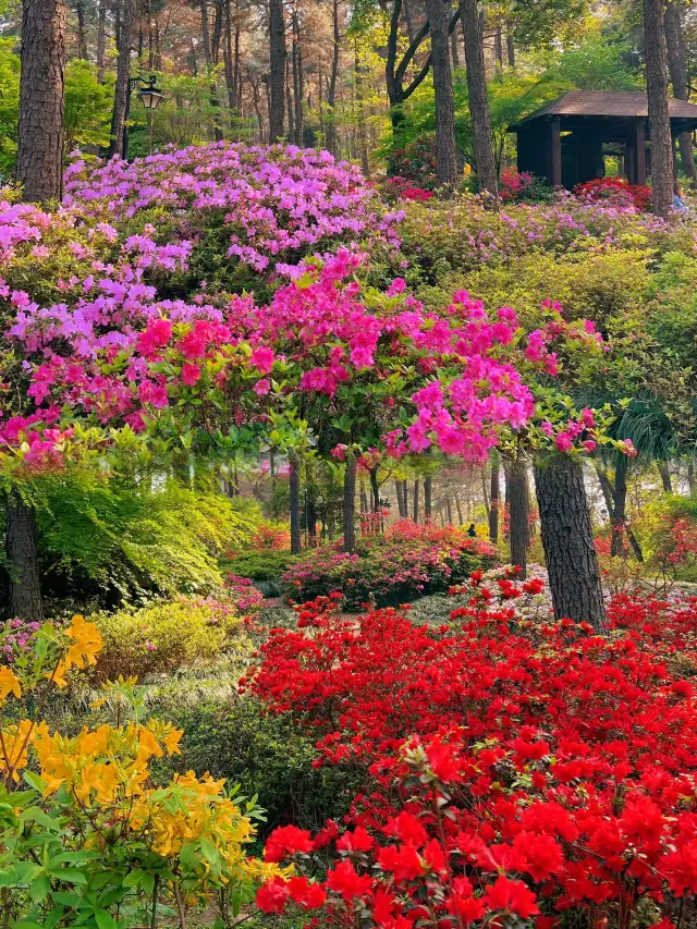 The subway takes you directly to the Monet Garden Forest in Hangzhou, surrounded by azaleas