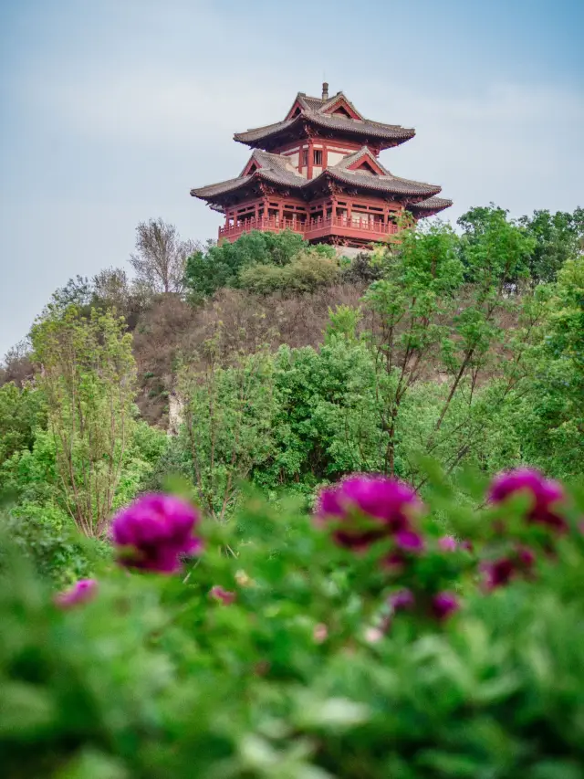 สวนสัมมนา | บานเต็มที่ของดอกโบตั๋น ไม่แพ้ความงดงามใด ๆ ที่มีอยู่ในหลัวย่าง