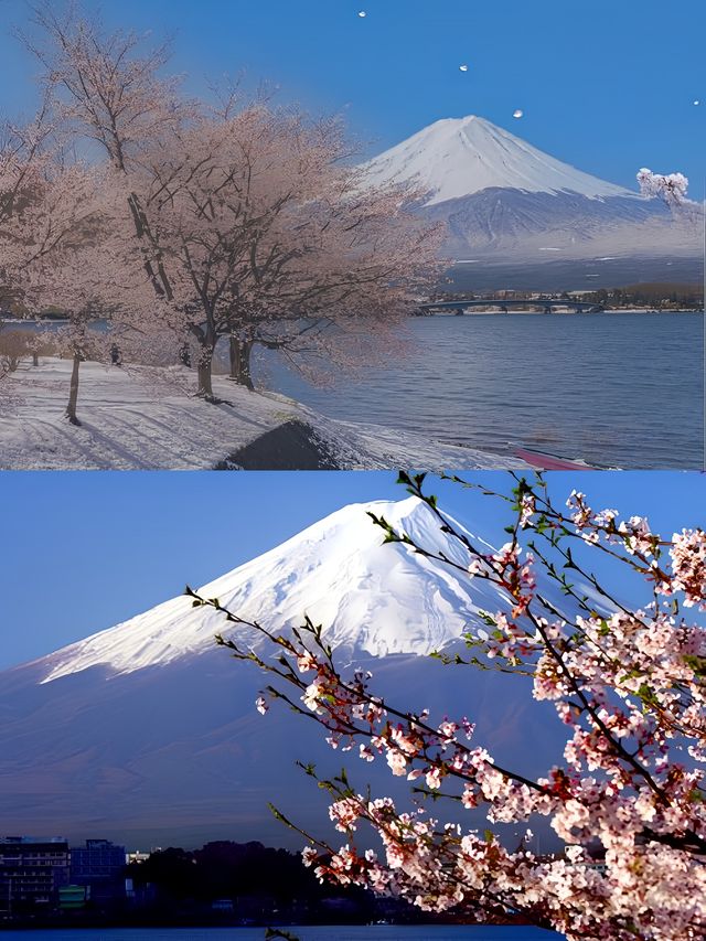 富士山賞櫻花