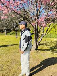 花開福岡 舞鶴公園裡的城市遺夢與春日綻放