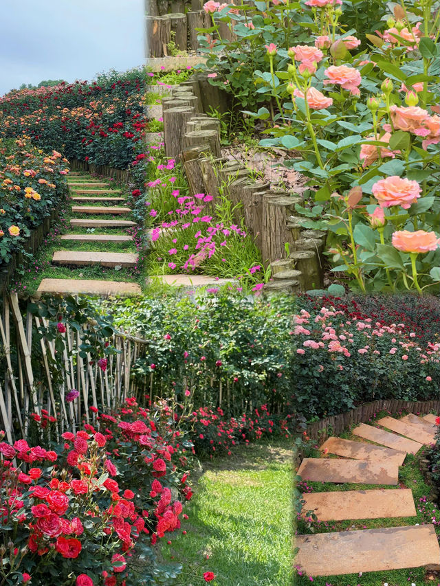 長沙版莫奈花園！ | 傳說中的玫瑰花海！！