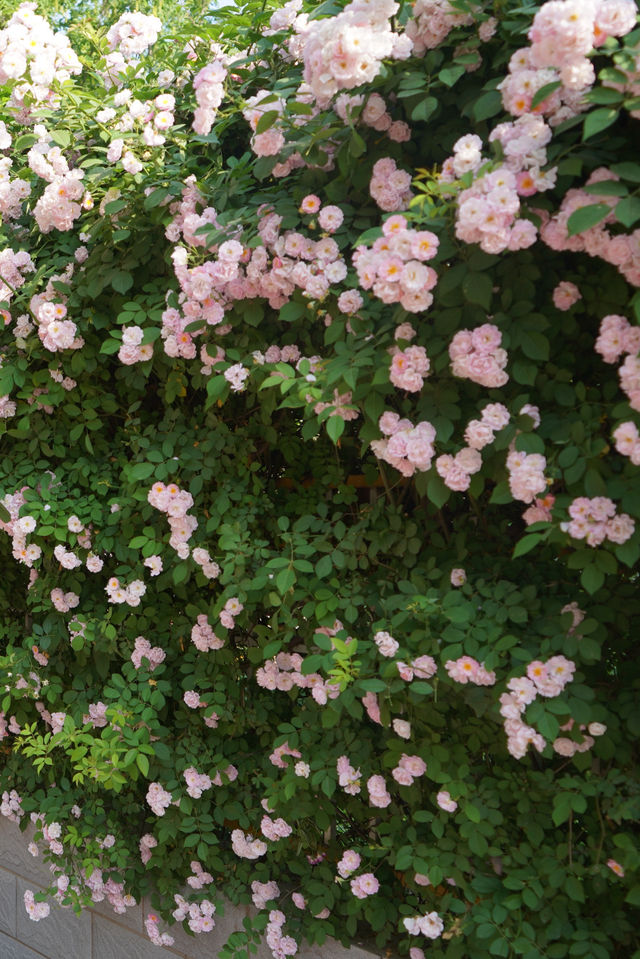 白沙超美的薔薇花牆 | 學生時代賞花漫步之路