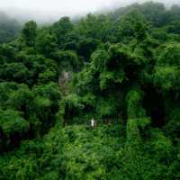 如果雨天沒地方去，那就去看油麻藤