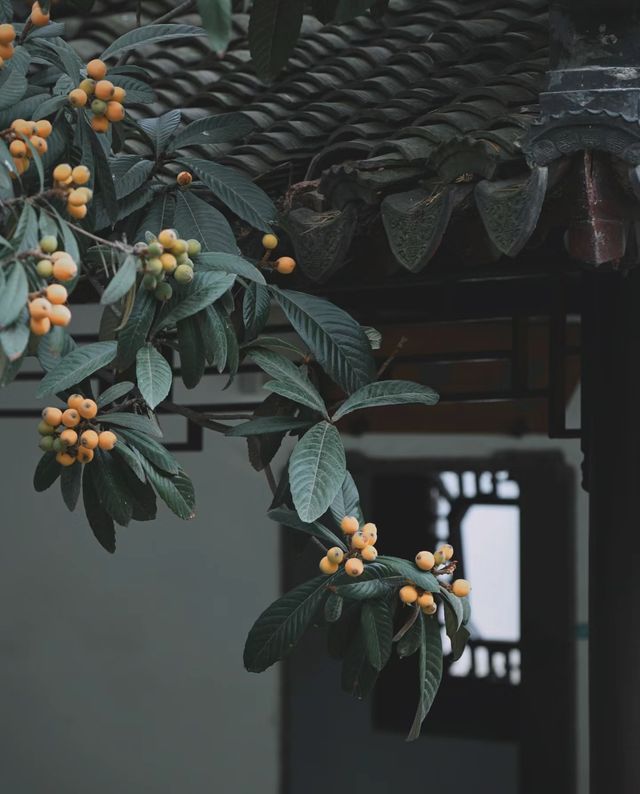 南京|一樹枇杷一樹金，江南真在詩畫裡
