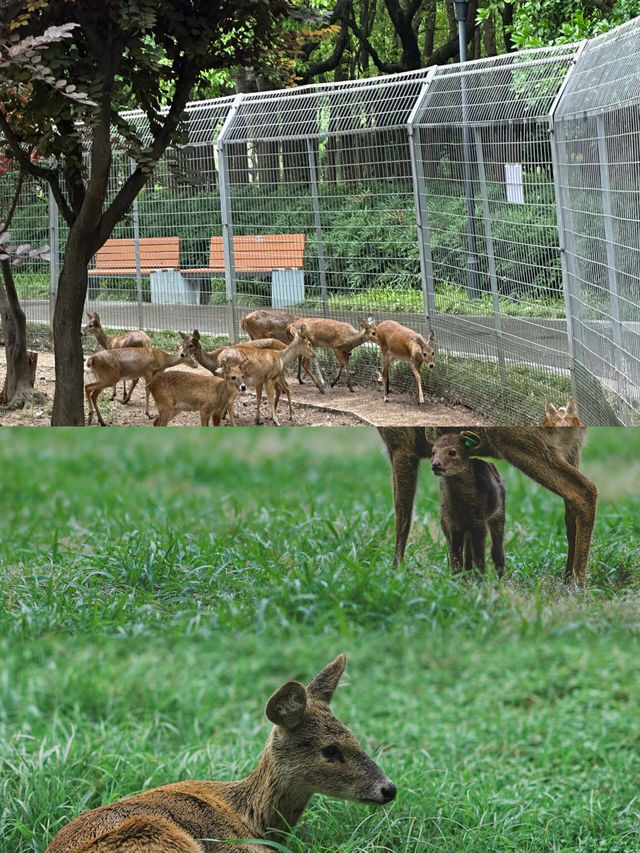 上海的公園已然進階到新高度