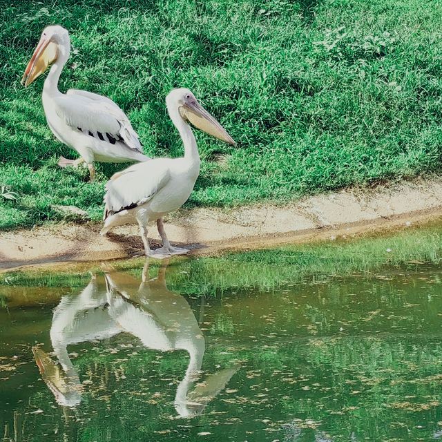 湖州——龍之夢動物園自駕區