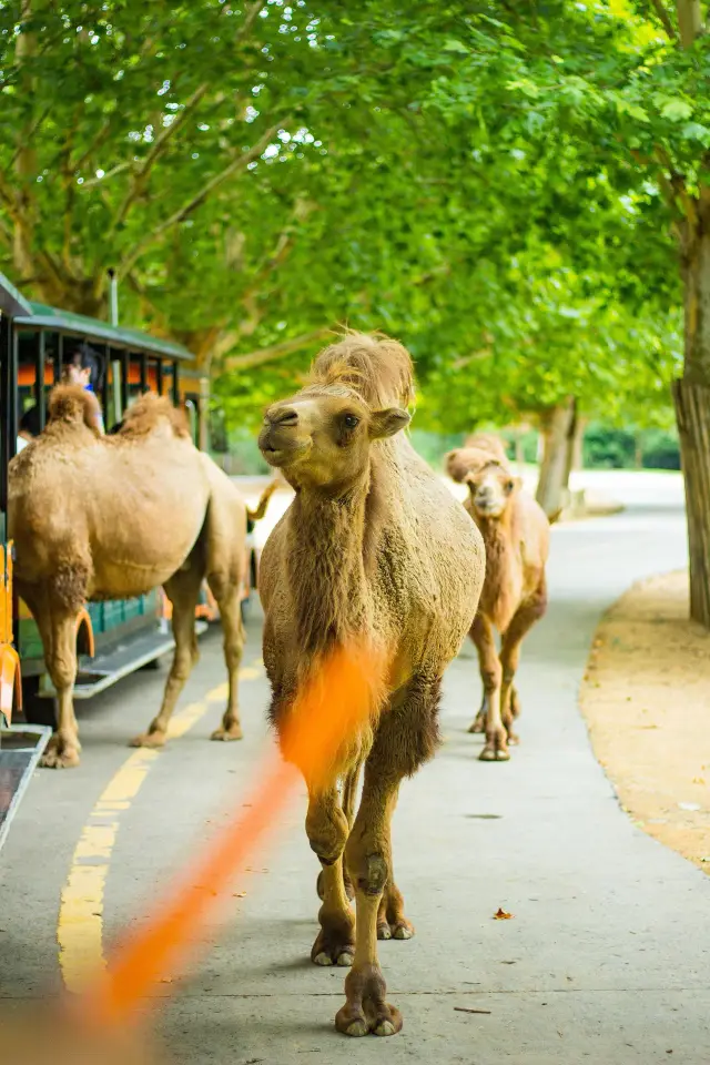 剛回來！！杭州野生動物世界夏日暢玩攻略