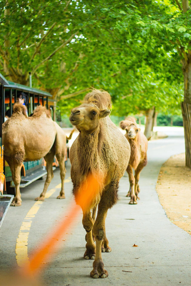 剛回來！！杭州野生動物世界夏日暢玩攻略