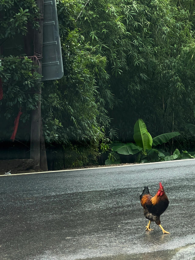 被低估的清遠仙山無痛住進風景裡
