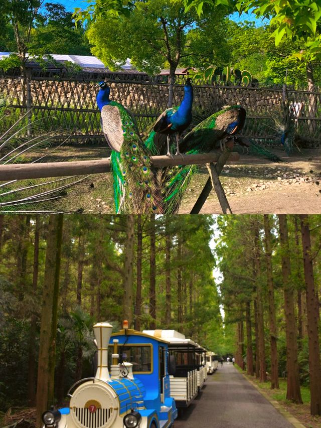 上海東平國家森林公園位於上海市崇明區北沿公路2188號。