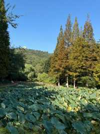 帶孩子在植物園裏撿「垃圾」。