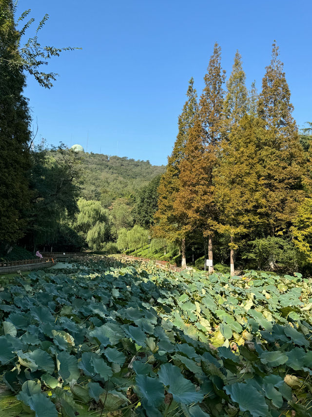 帶孩子在植物園裏撿「垃圾」。