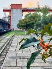 桂花濃度播報｜白塔公園秋色逐漸絢爛。