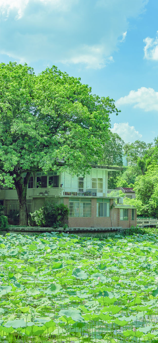 廣州小眾拍照公園這裡的風景太美了吧。