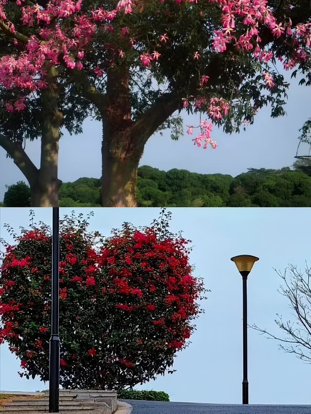 東莞植物園遊玩攻略。