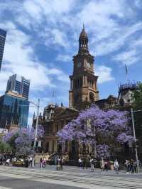 Experience the Purple Romance of Jacaranda Season in Sydney