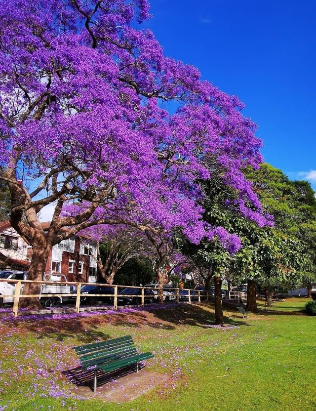 Experience the Purple Romance of Jacaranda Season in Sydney