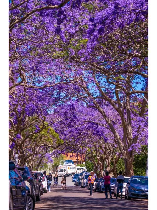 A Street of Endless Jacarandas: Sydney's Most Beautiful Street