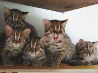 Nagoya Zoo Exhibits Five Tsushima Leopard Cat Cubs