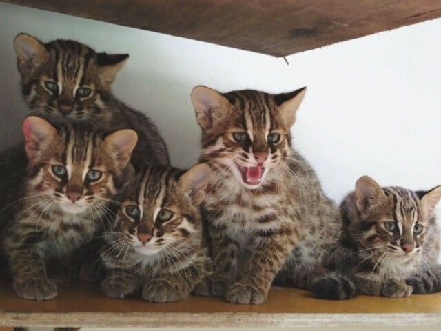 Nagoya Zoo Exhibits Five Tsushima Leopard Cat Cubs