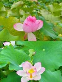 邂逅撫州廣昌蓮花盛宴。