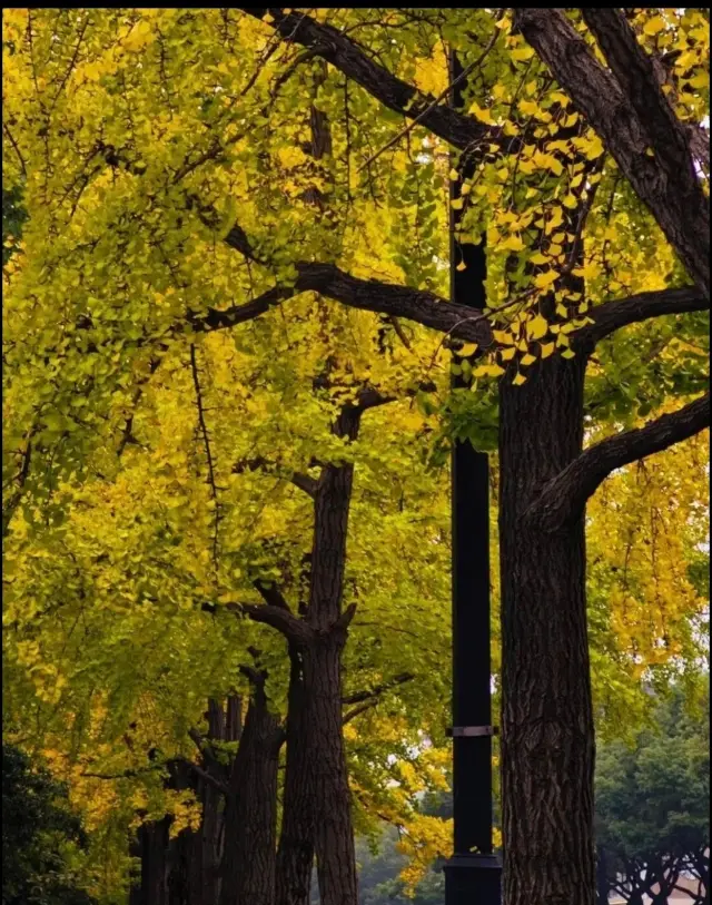 Suzhou's Daoqian Street is a beautiful sight during ginkgo season, with golden dreams coming true. 