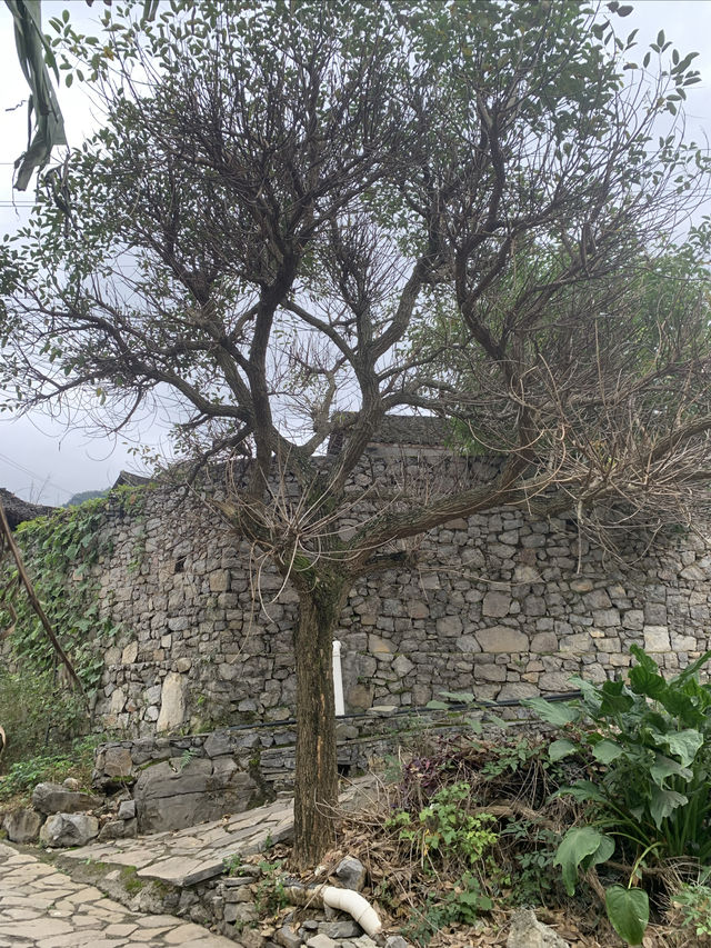 爸爸去哪兒一雨補魯天坑。