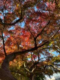 東京紅葉季｜Citywalk 賞紅葉攻略。