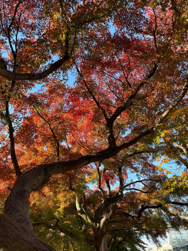 東京紅葉季｜Citywalk 賞紅葉攻略。