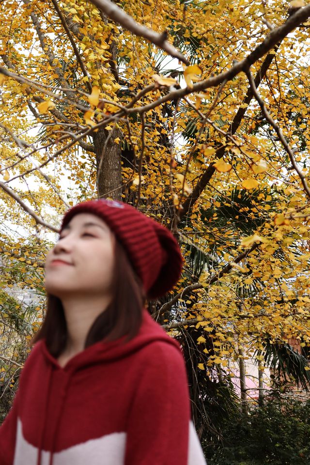 中國銀杏之鄉 | 韶關南雄坪田。