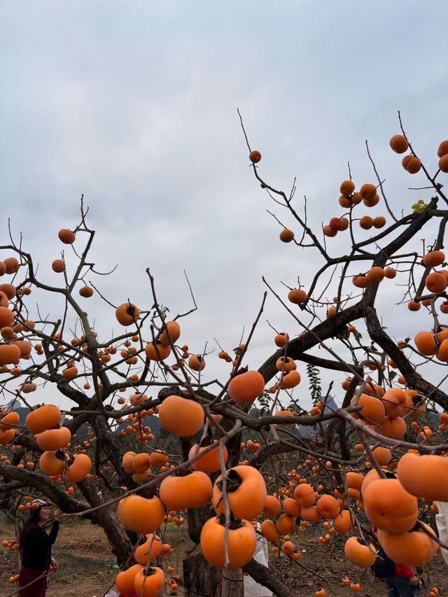 紅岩金柿，滿山紅。