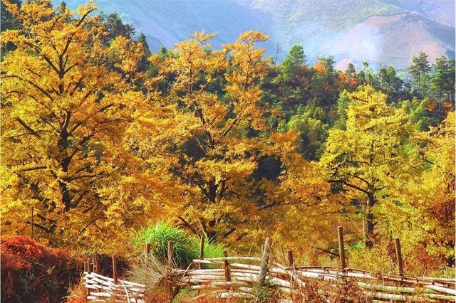 銀杏第一村