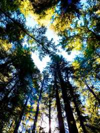 坐上蒸汽火車穿越紅杉樹林