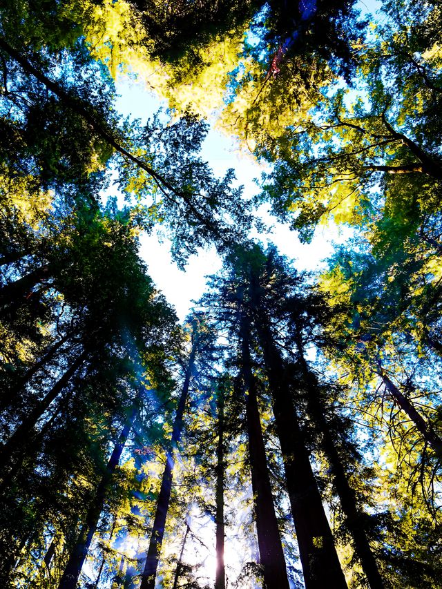 坐上蒸汽火車穿越紅杉樹林 坐上蒸汽火車穿越紅杉樹林