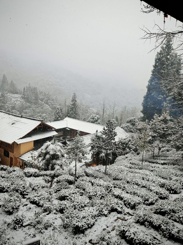 碧峰峽野奢之旅 | 暮雲春樹民宿遇見雪中的冬日戀歌